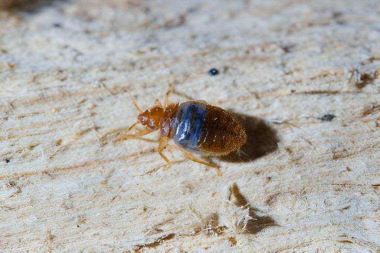 Read more about the article Dari Mana Asal Kutu Busuk?