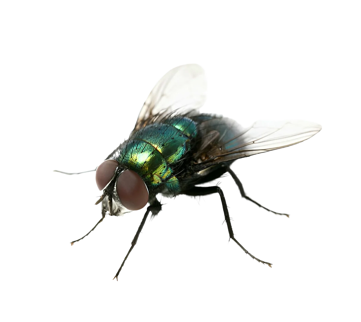 Read more about the article Apa Penyebab Munculnya Lalat?