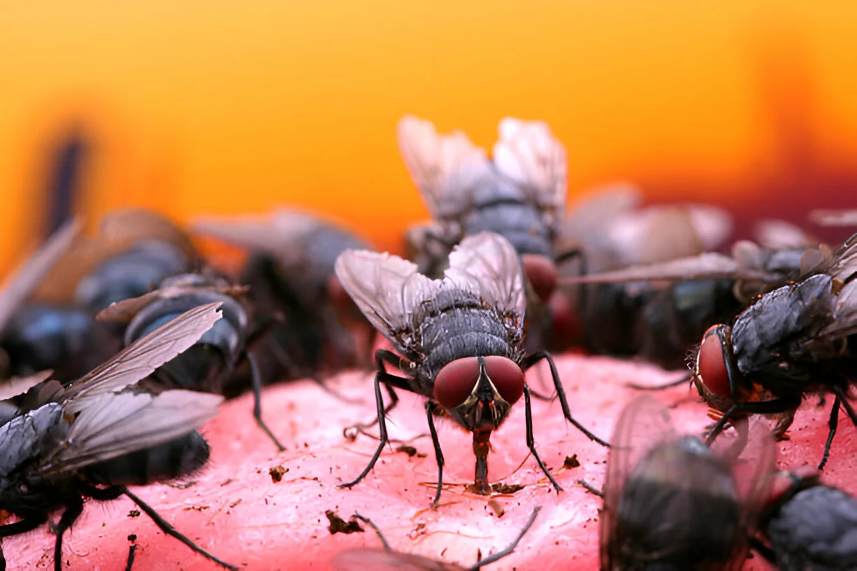 You are currently viewing Apa Manfaat Lalat bagi Manusia?