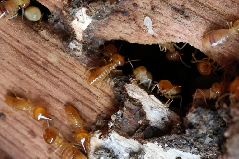 Read more about the article Apakah Rayap Berbahaya Bagi Tubuh Manusia?