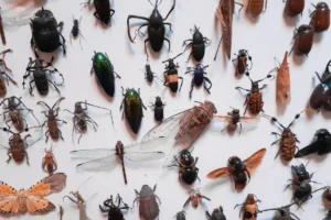 Jenis Serangga yang Ada Sering Berkeliaran di Rumah