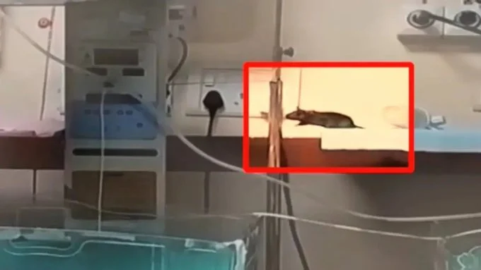 Hama tikus di rumah sakit