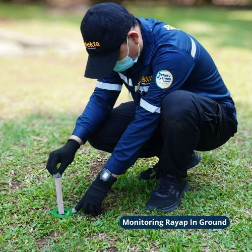 Monitoring Rayap In Ground