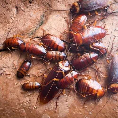 Pengendalian Kecoa Insekta