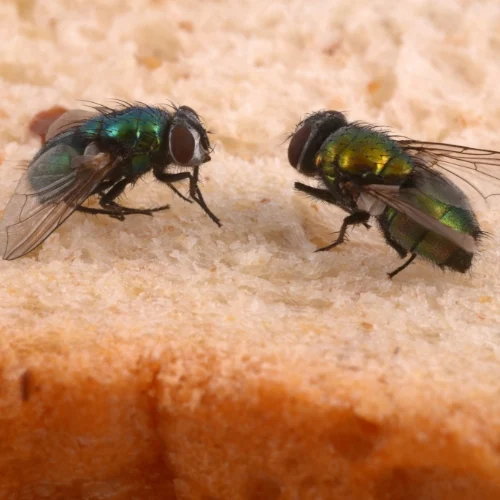 Pengendalian Lalat Insekta