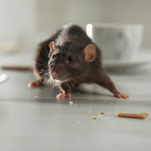 Pengendalian Tikus Insekta