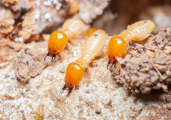 Harga Pest Control Hama Rayap