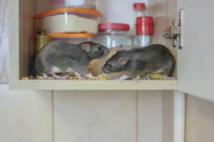 Hama tikus di dapur