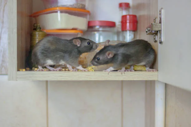 Hama tikus di dapur