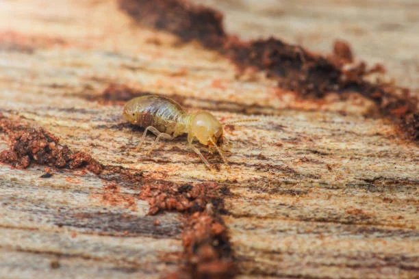 Layanan basmi hama rayap Insekta