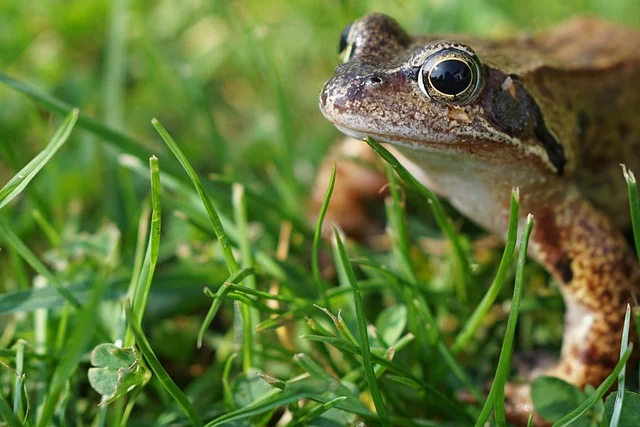 Katak di Musim Hujan
