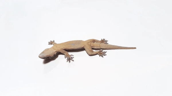 cicak