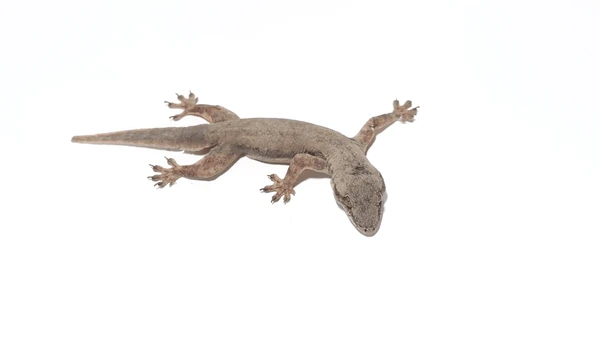 cicak