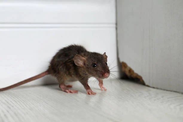 Tikus masuk rumah