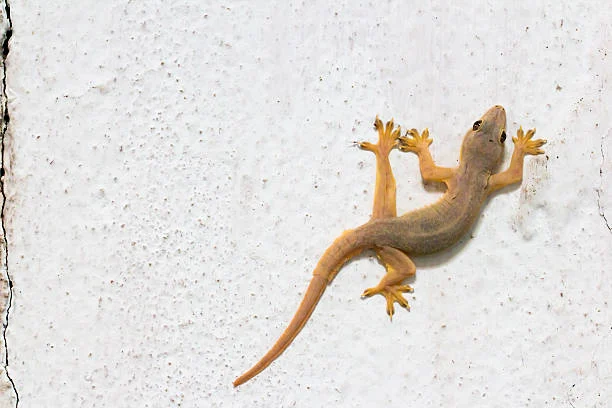 cicak
