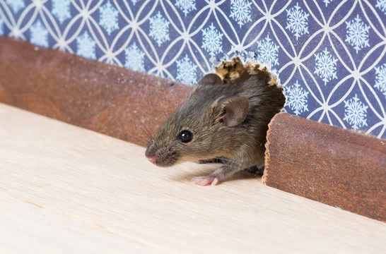 Tikus masuk rumah