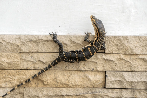Biawak