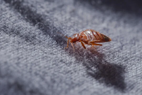 bedbug atau kutu busuk