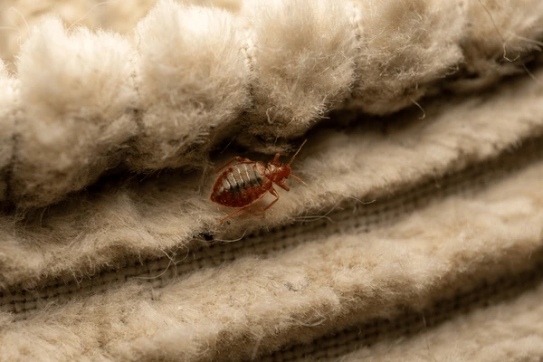 bedbug atau kutu busuk