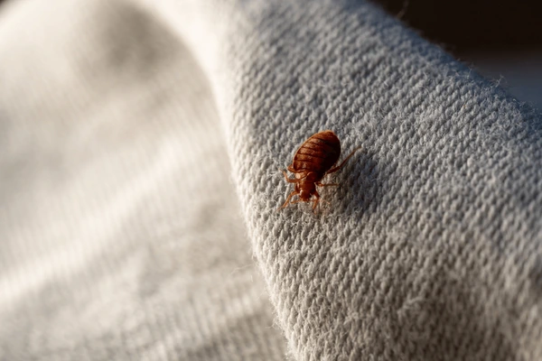 bedbug atau kutu busuk