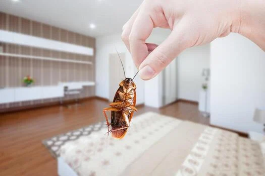tips rumah bebas hama