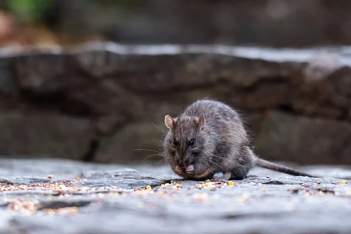 pembasmi tikus