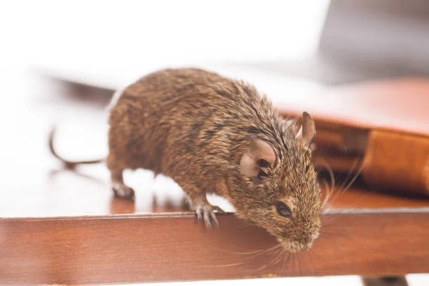 tikus di kantor