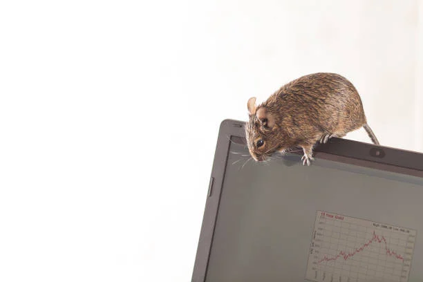tikus di kantor