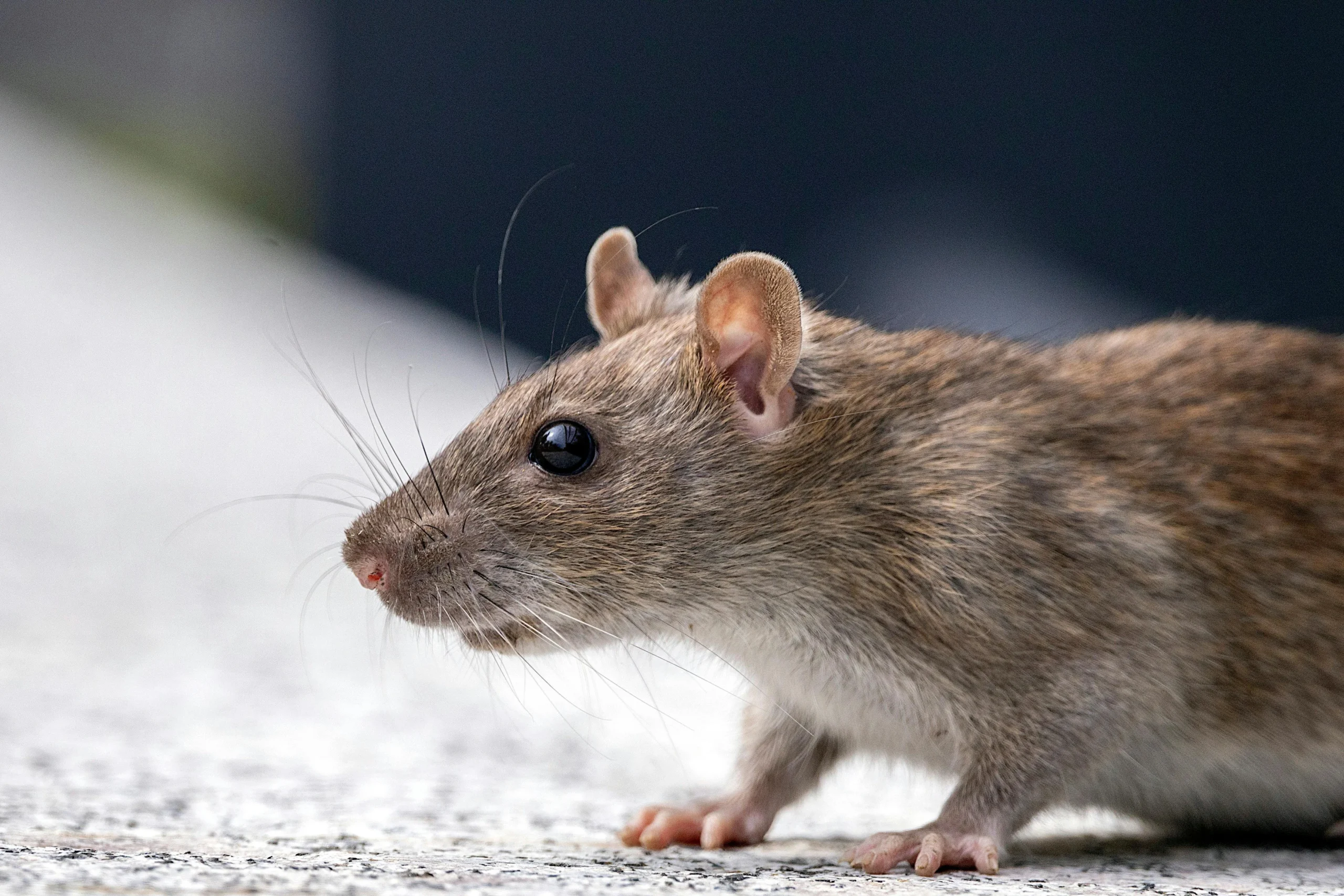 pembasmi tikus
