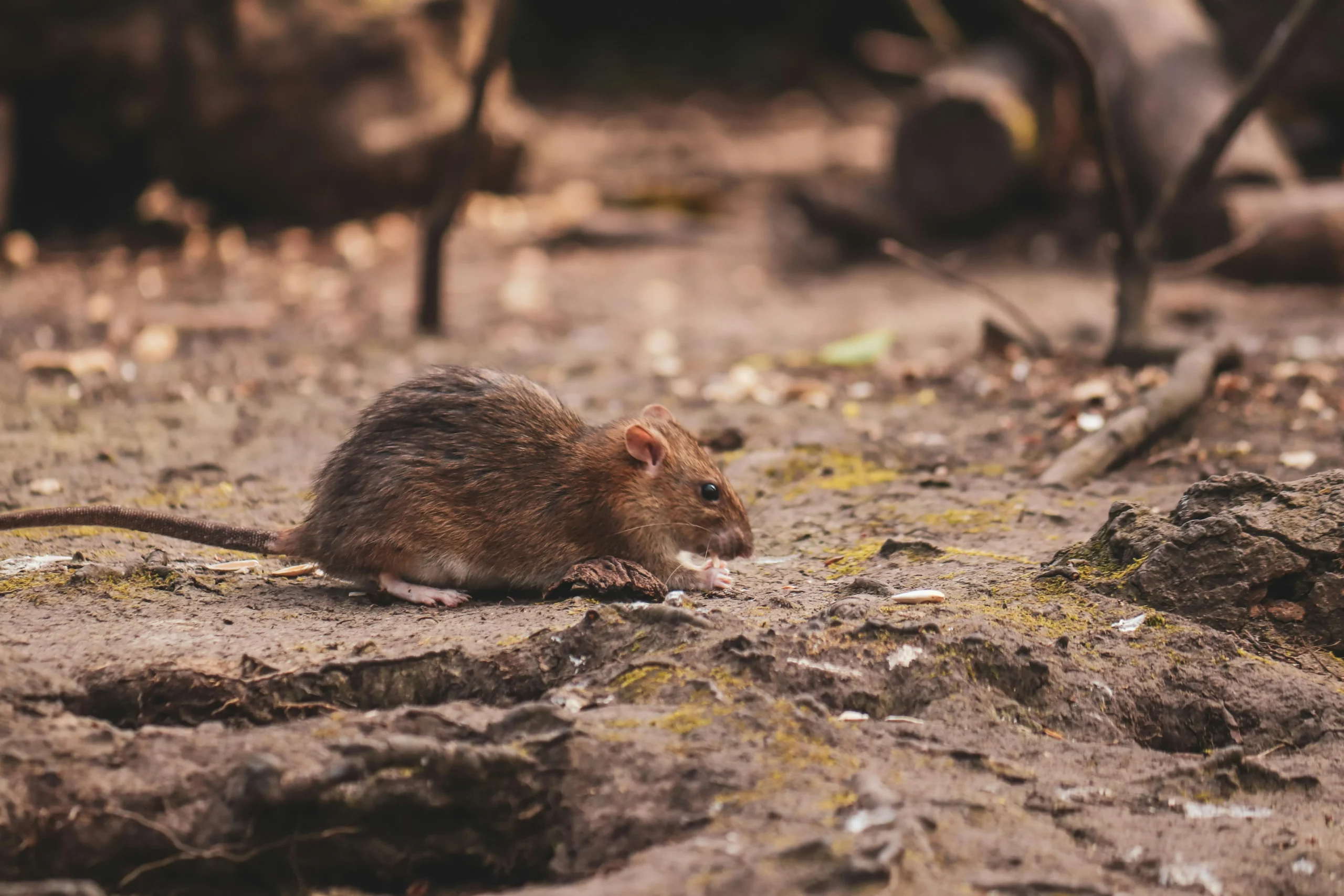 pembasmi tikus