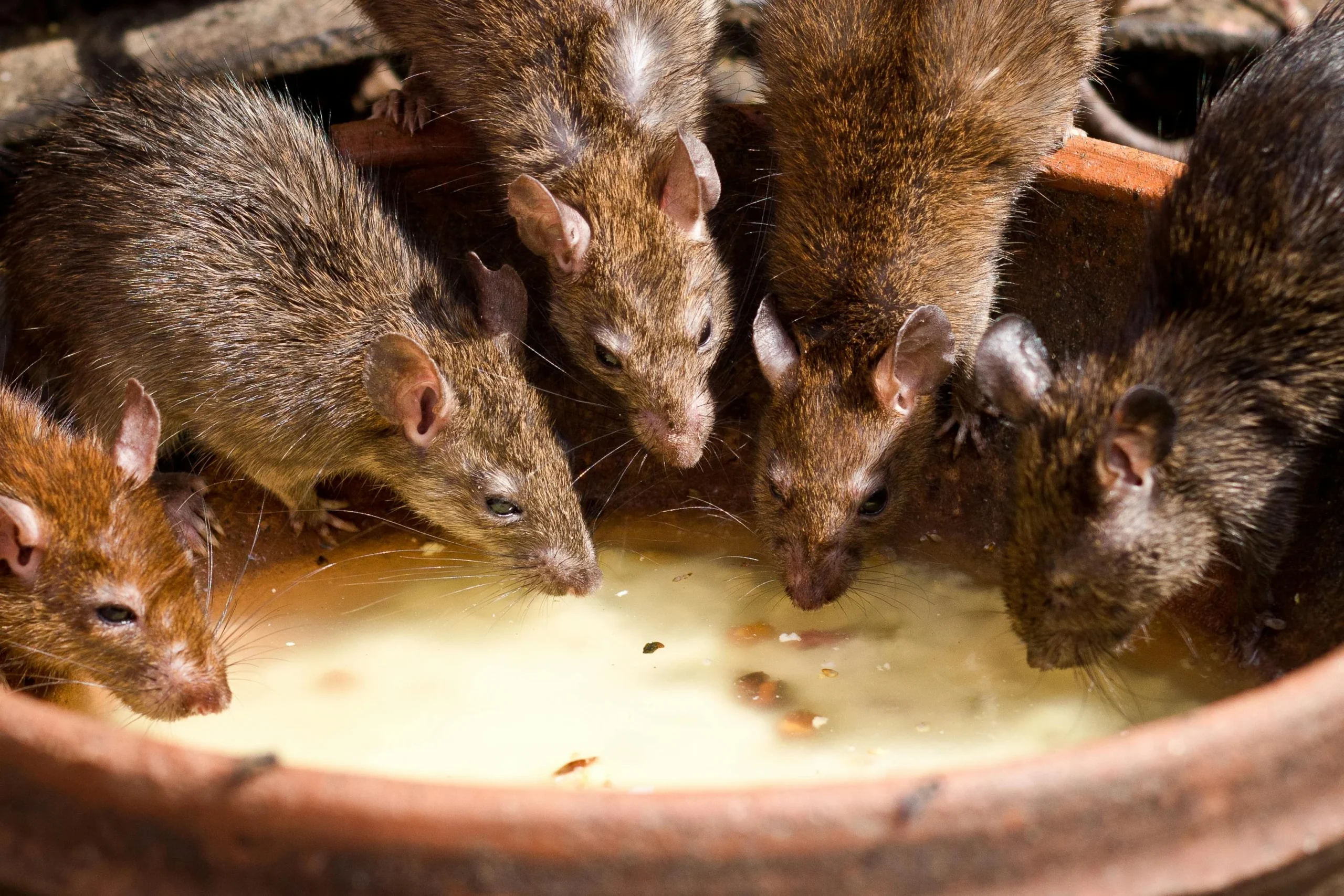 jasa pembasmi tikus