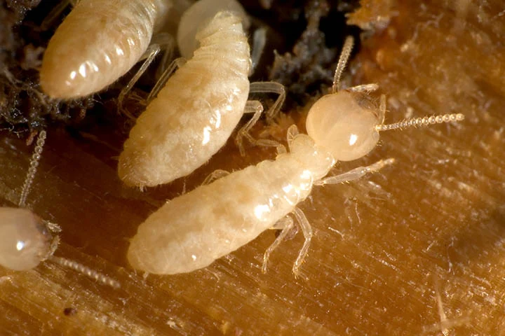 jasa pest control pembasmi hama sekolah kampus kelas