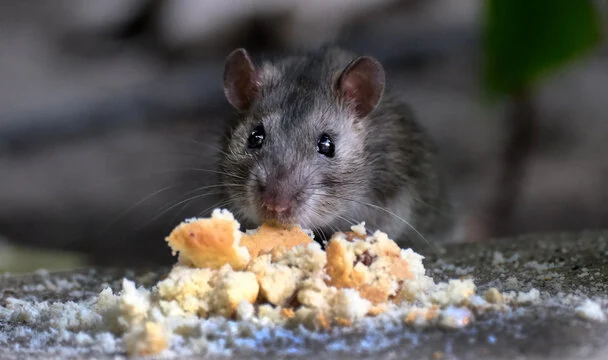 tikus