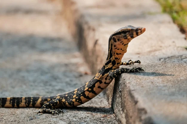 biawak