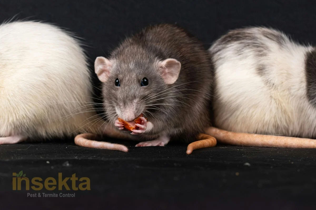 jasa pembasmi tikus