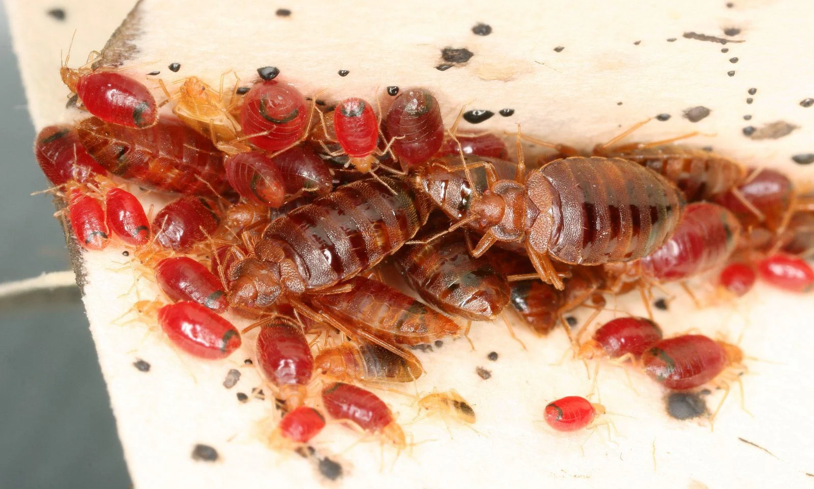 bed bug atau kutu busuk