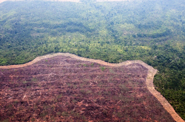 Dampak Deforestasi Hutan terhadap Serangga dan Risiko Nyamuk di Permukiman