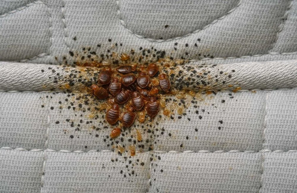 bed bug atau kutu busuk