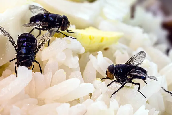 pembasmi lalat insekta