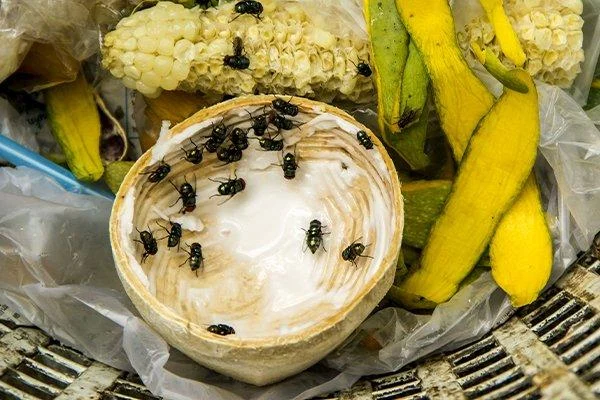 pembasmi lalat insekta