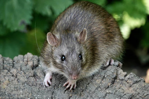 apakah tikus menggigit manusia saat tidur