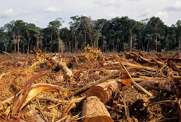 Dampak Deforestasi Hutan terhadap Serangga dan Risiko Nyamuk di Permukiman