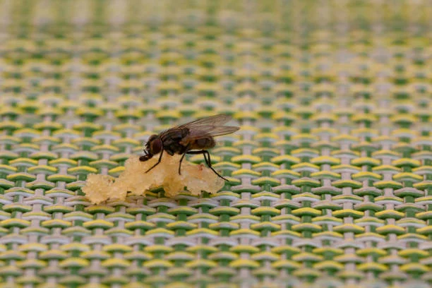 pembasmi lalat insekta