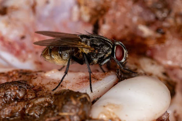 pembasmi lalat insekta