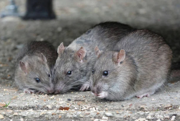 apakah kapur barus bisa mengusir tikus