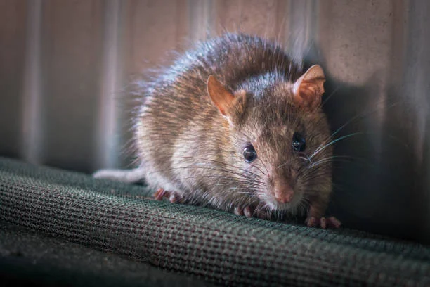 tips mencegah tikus saat mudik