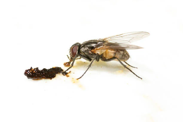 pembasmi lalat insekta