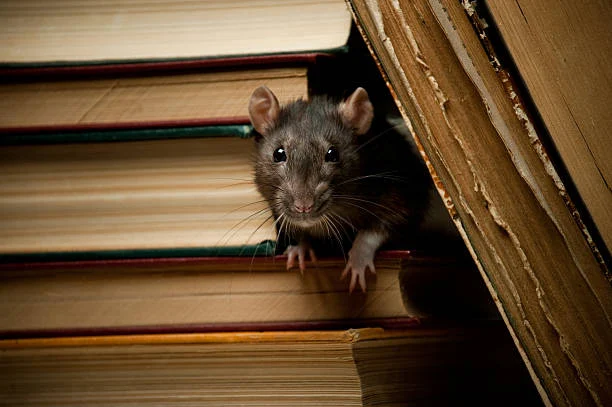 tips mencegah tikus saat mudik