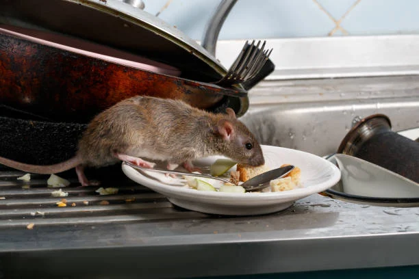 tikus