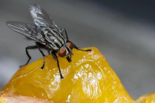 pembasmi lalat insekta